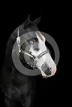 American Paint Horse on the black background
