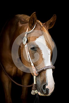 American Paint Horse on the black background