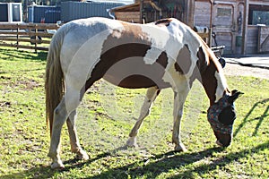American Paint Horse

Horse breed