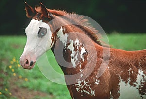 American paint horse colt