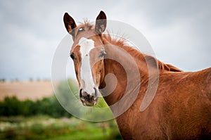 American paint horse filly portrait