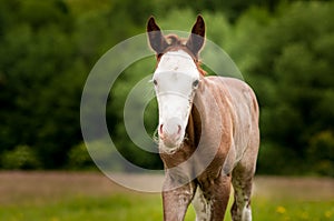 American Paint horse foal on green meadow