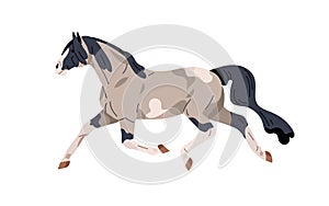 American Paint horse galloping. Stallion, equine animal running fast, movement, action pose. Spotted thoroughbred steed