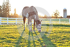 American Paint Horse Grazing at Sunset