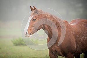 American Paint horse on the green meadow