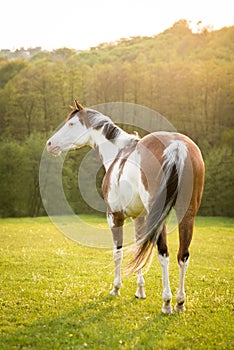 American Paint horse on the green meadow