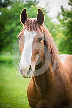 American Paint Horse on the green meadow