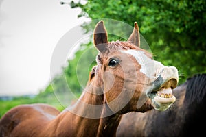 American Paint Horse making funny face