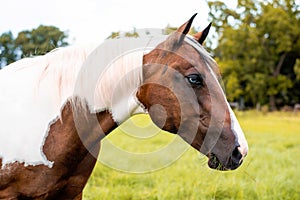 American Paint Horse mare with blue eyes