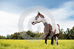 American Paint Horse mare with blue eyes