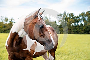 American Paint Horse mare with blue eyes