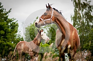 American Paint horse mum and the foal
