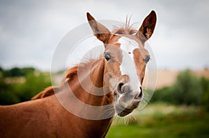 American Paint Horse