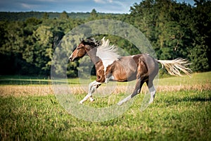 American paint horse running