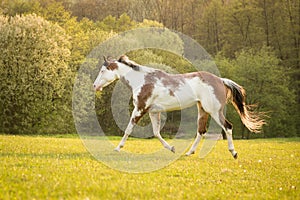 American Paint horse running on the green meadow