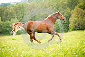American Paint horse running on the green meadow