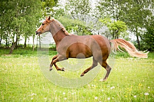 American Paint horse running on the green meadow