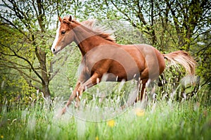 American Paint Horse running on the meadow