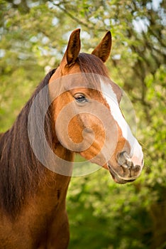 American Paint horse on the summer meadow