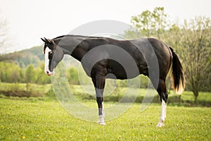 American Paint Horse walking on the summer meadow