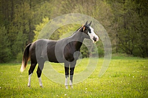 American Paint Horse walking on the summer meadow