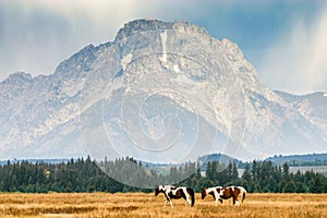 American paint horses in front of Mount Moran in Wyoming. photo