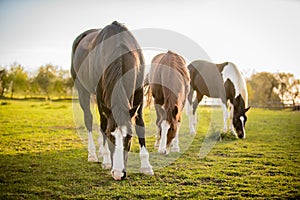 American Paint Horses grazing on the autumn meadow.