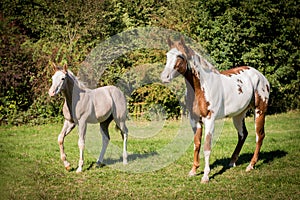 American Paint horses on the green meadow