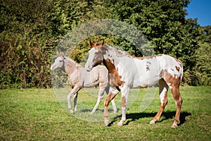 American Paint horses on the green meadow