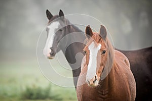 American Paint horses on the green meadow