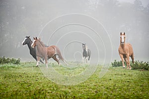 American Paint horses on the green meadow