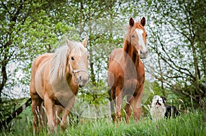 American Paint Horses on the meadow