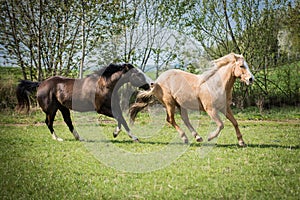 American Paint horses playing on the green meadow