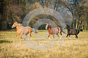 American Paint Horses running on the autumn meadow