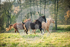 American Paint Horses running on the autumn meadow