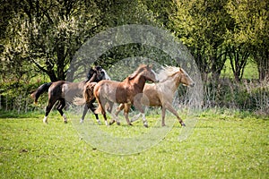 American Paint horses running on the green meadow