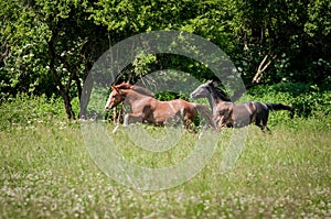 American Paint Horses running on the meadow