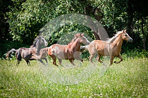 American Paint Horses running on the meadow