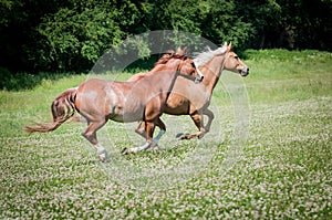 American Paint Horses running on the meadow