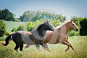 American Paint Horses running on the meadow