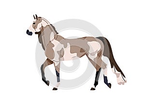 American Paint Pinto horse breed. Stallion profile trotting, walking. Beautiful steed, spotted equine animal with spotty