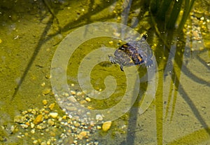 American Painted Box Turtle