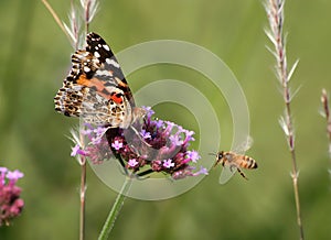 American Painted Lady