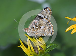 American Painted Lady