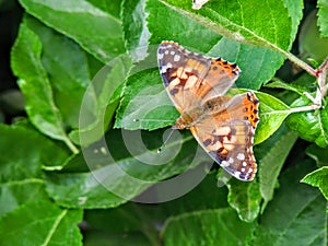 American painted lady or American lady Vanessa virginiensis on Apple Tree leaves