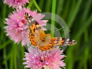 American painted lady or American lady Vanessa virginiensis gathering nectar on Chive Flowers