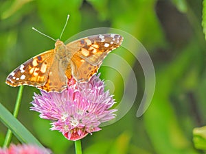 American painted lady or American lady Vanessa virginiensis gathering nectar on Chive Flowers