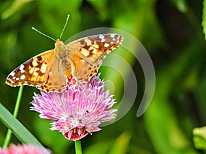 American painted lady or American lady Vanessa virginiensis gathering nectar on Chive Flowers