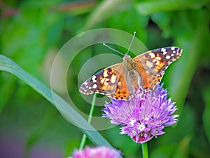 American painted lady or American lady Vanessa virginiensis gathering nectar on Chive Flowers