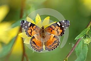 American Painted Lady Butterfly